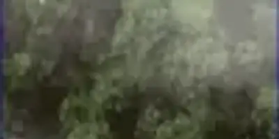 Jungle Shotz preview